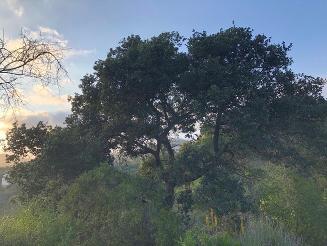 Building Photo - 1734 Topanga Skyline Dr