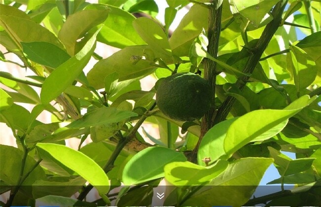 Building Photo - 11423 Wickersham Ln