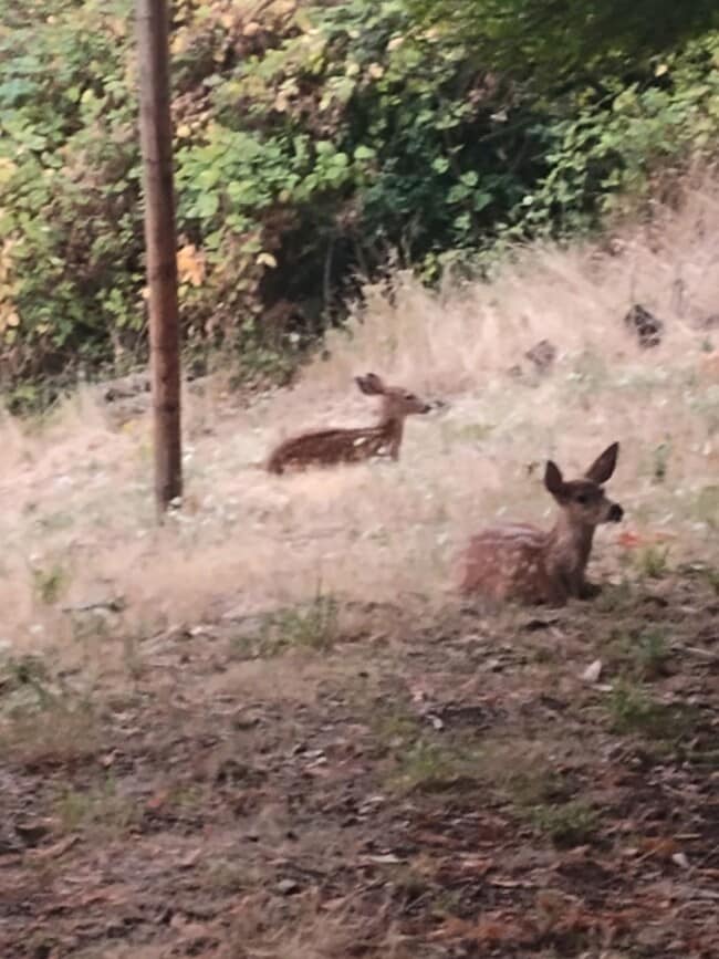 Building Photo - Charming 3BR Country Log Home in the Willamette Valley