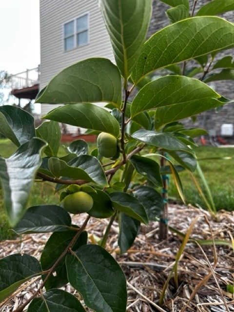 Persimmon Trees x 2 - 1373 Palomino Trl