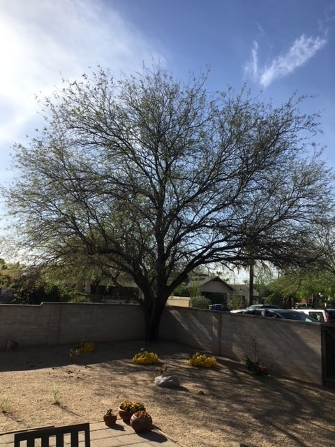 Backyard - 501 E Helen St