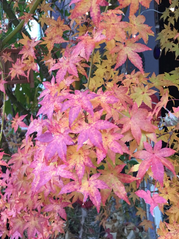 Building Photo - 63 Cibola Dr