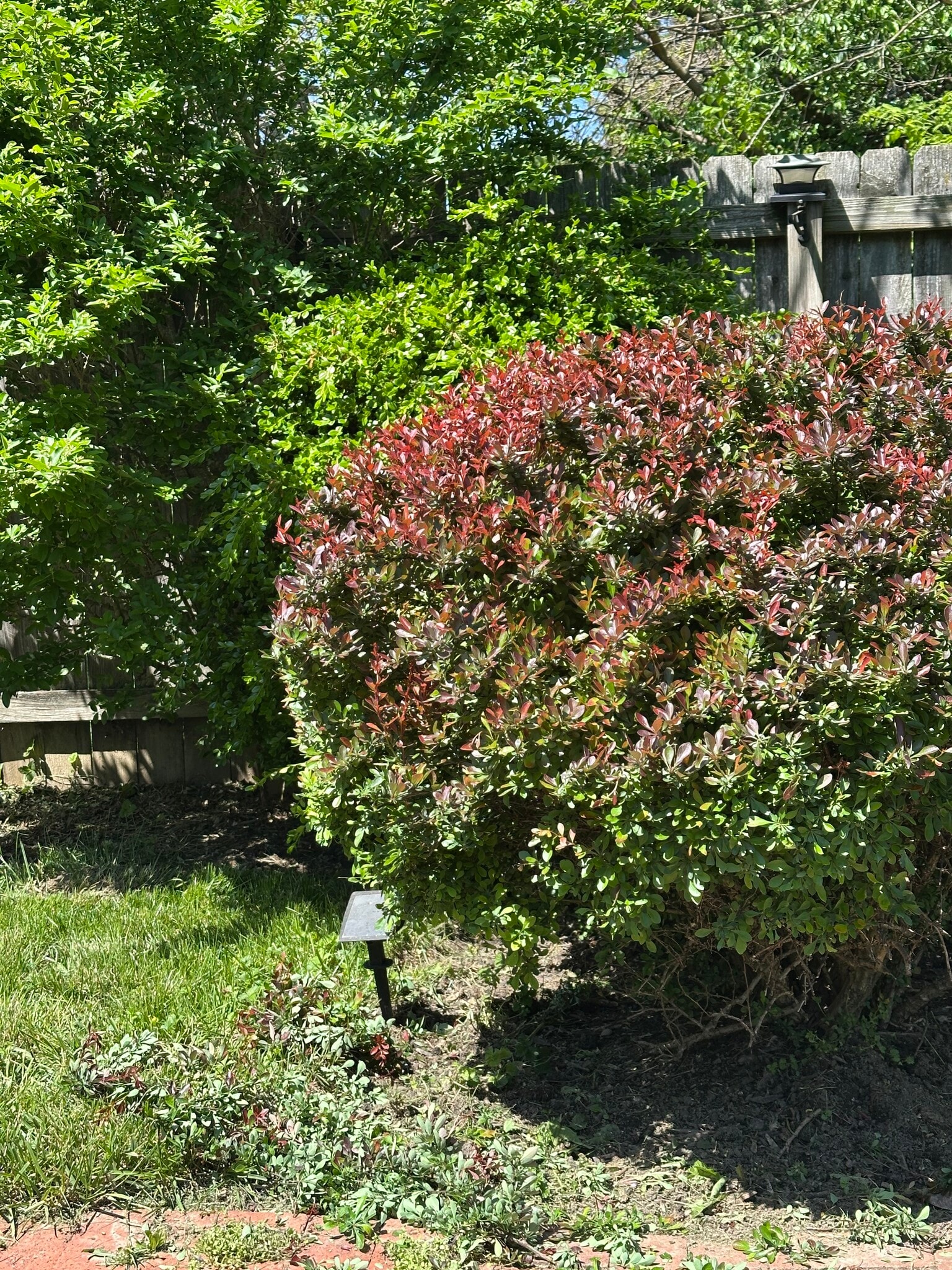 Backyard - 784 Carpenter St