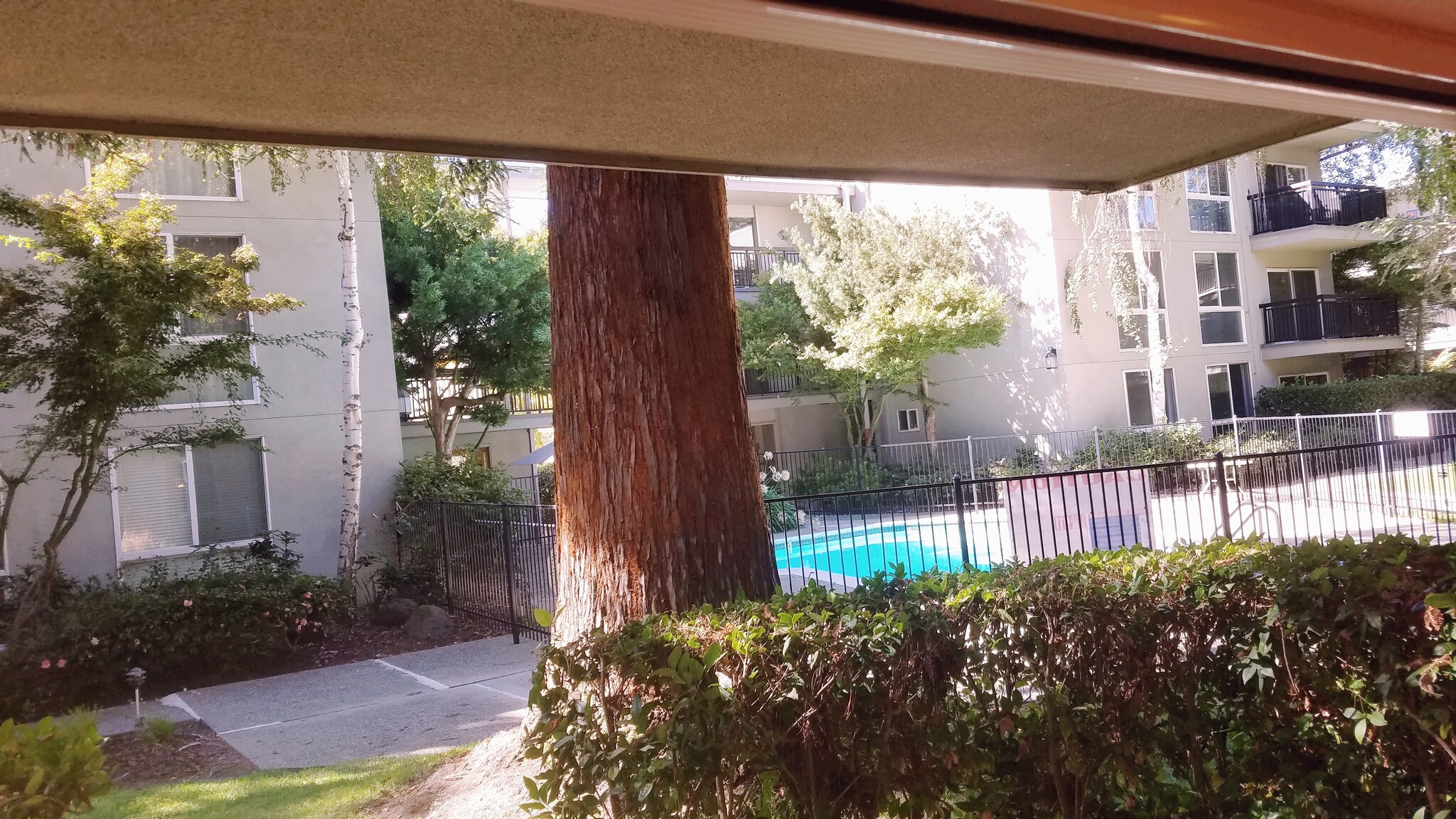 Pool view from Private Patio - 181 Del Medio Ave