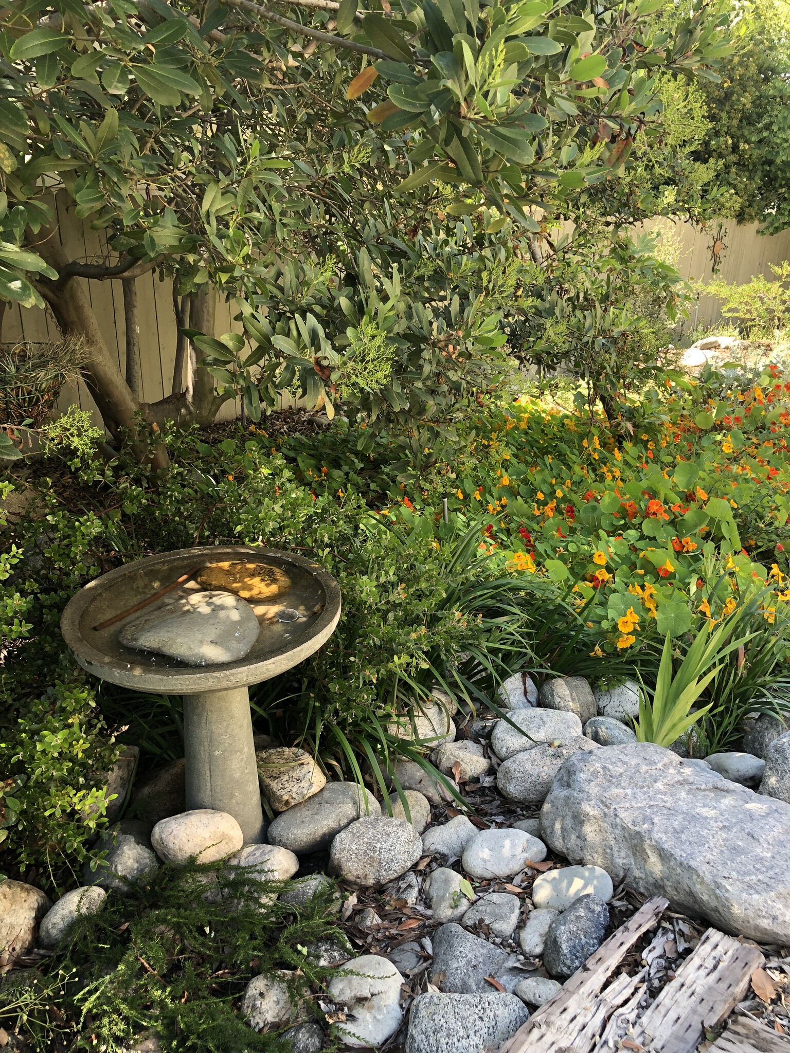 Bird bath in backyard - 125 Brocadero Pl
