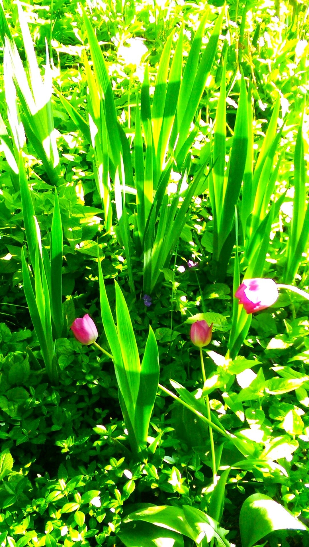 Tulips in Spring - 1833 NE 52nd Ave