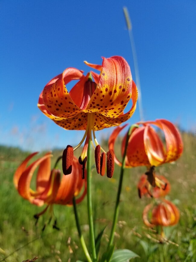 Building Photo - 9374 Alango Rd