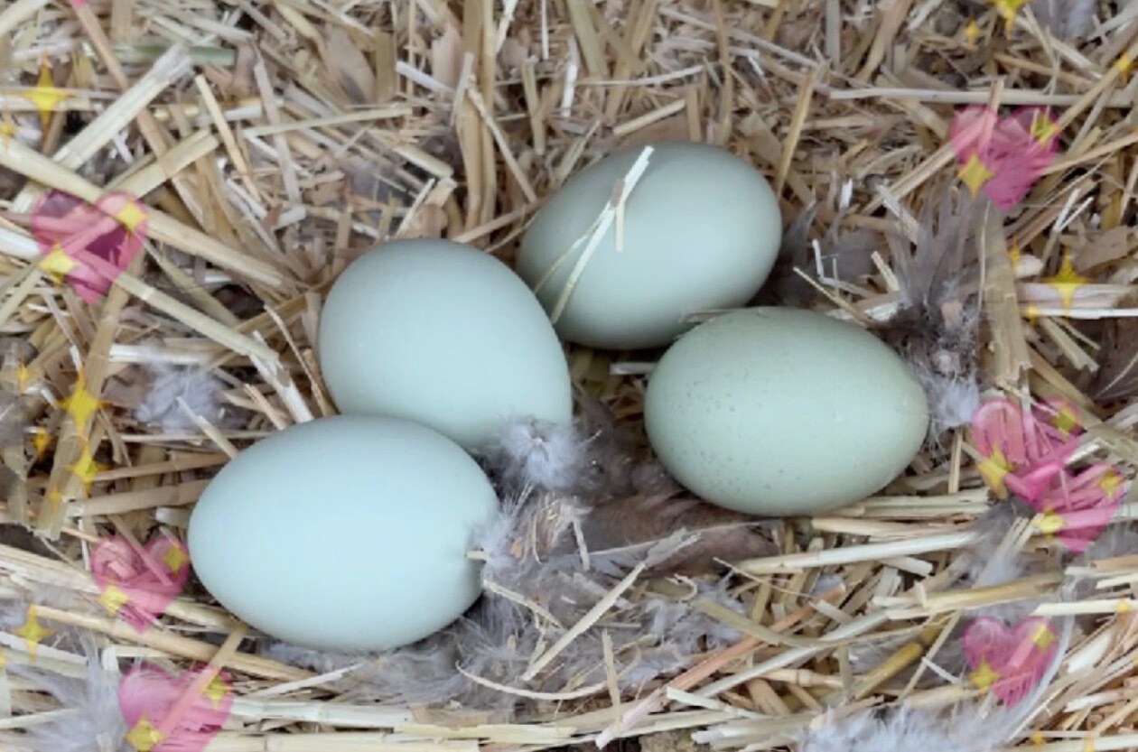 chicken coop on property, yours to help keep or manage - 113 Woodland Rd
