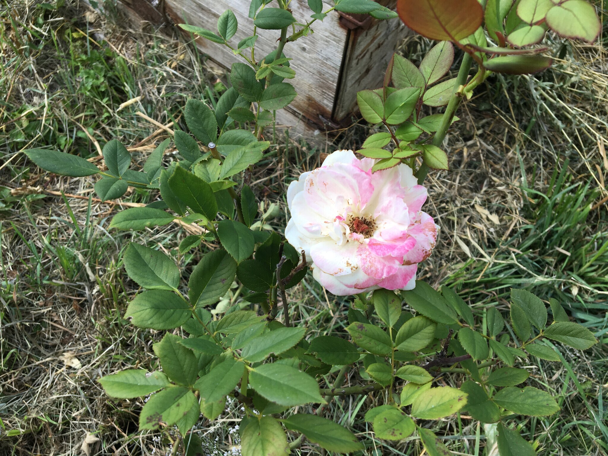 Mature Roses - 4219 Colver Rd