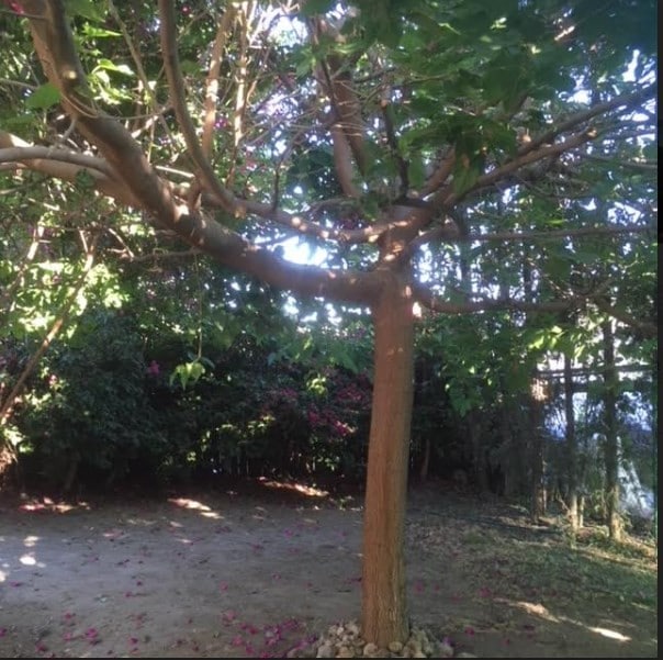 Back Shaded Yard - 3228 Montrose Ave