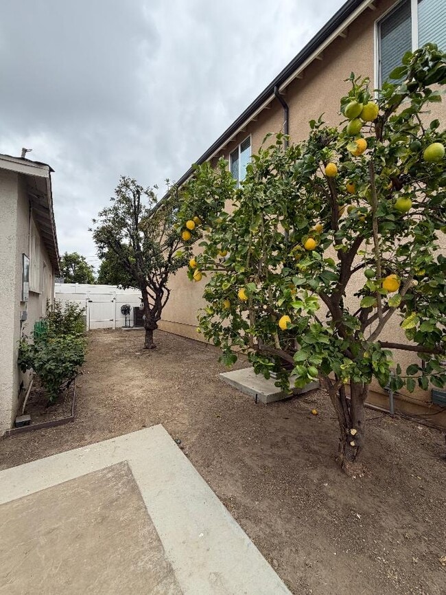 Back Yard Lemon Trees - 16601 Valerio St