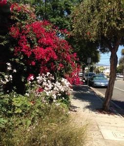Our Street - 2444 4th St