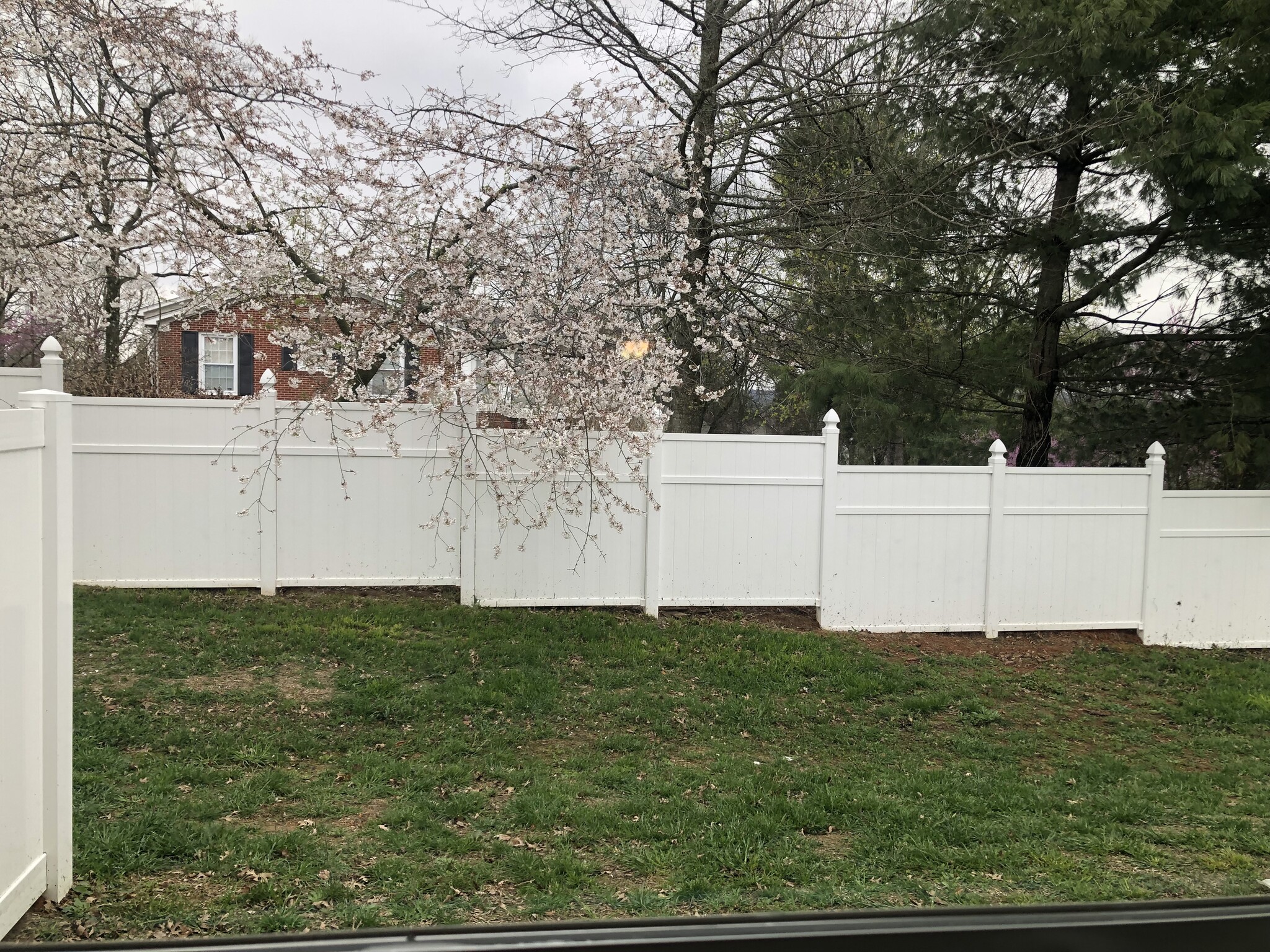 Backyard - 413 Carol Dr