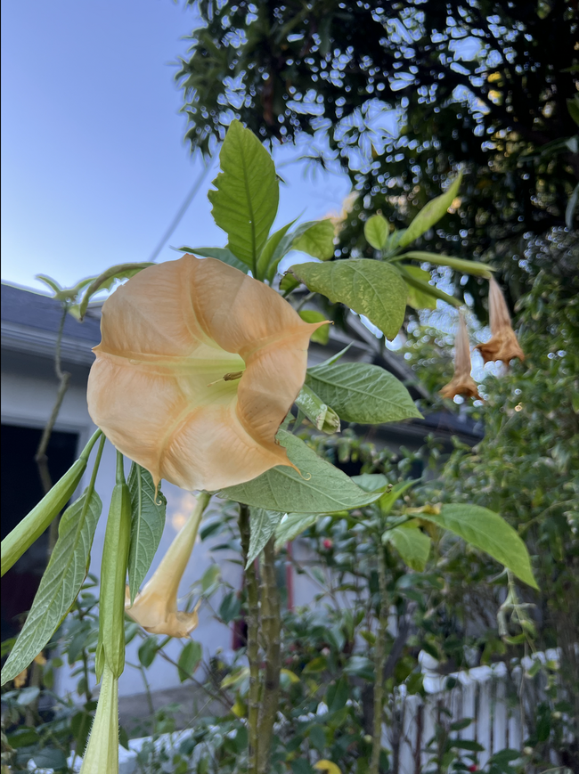 Garden Flowers - 5115 Coldwater Canyon Ave