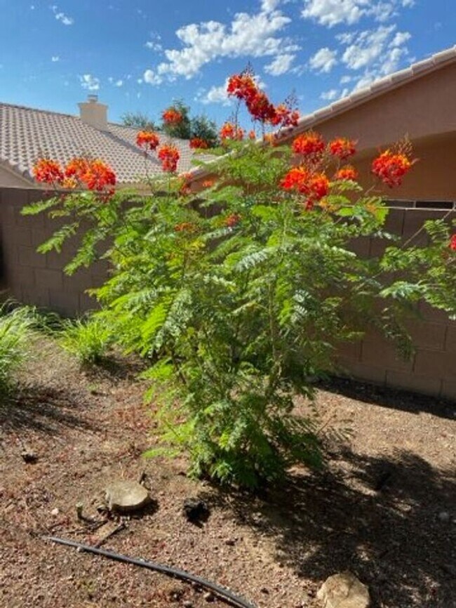 Building Photo - 5249 N Adobe Cir