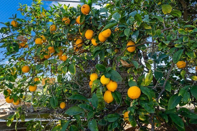 Building Photo - Lovely Del Cerro Home w/Solar and A/C