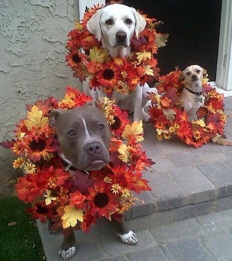 Real Tenant Dogs - 1253 N Genesee Ave
