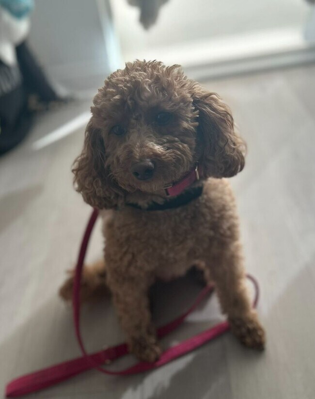 Building Photo - Nice ranch 3/2 with garage in Lavergne, Tn Just renovated