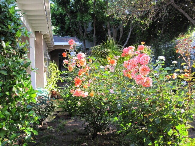 Spring Roses Blossom outside - 11715 Kling St