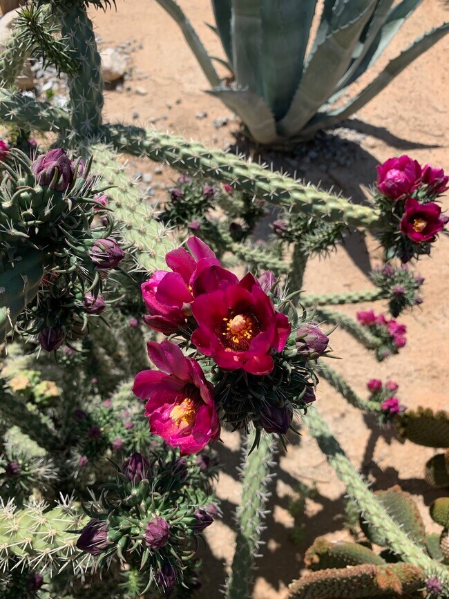 Building Photo - 6186 Chia Ave