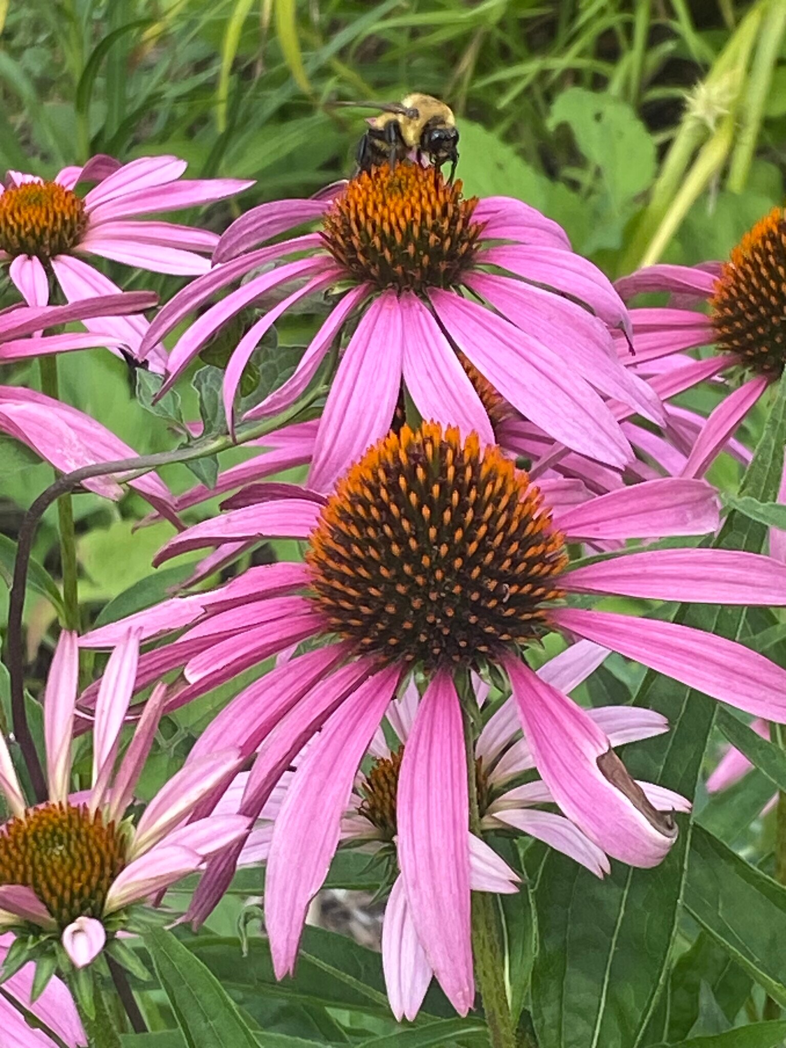 Beautiful pollinator gardens in back yard - 176 E Linn St