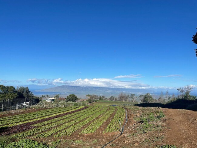 Building Photo - Gorgeous property on 1 plus acres in Kula