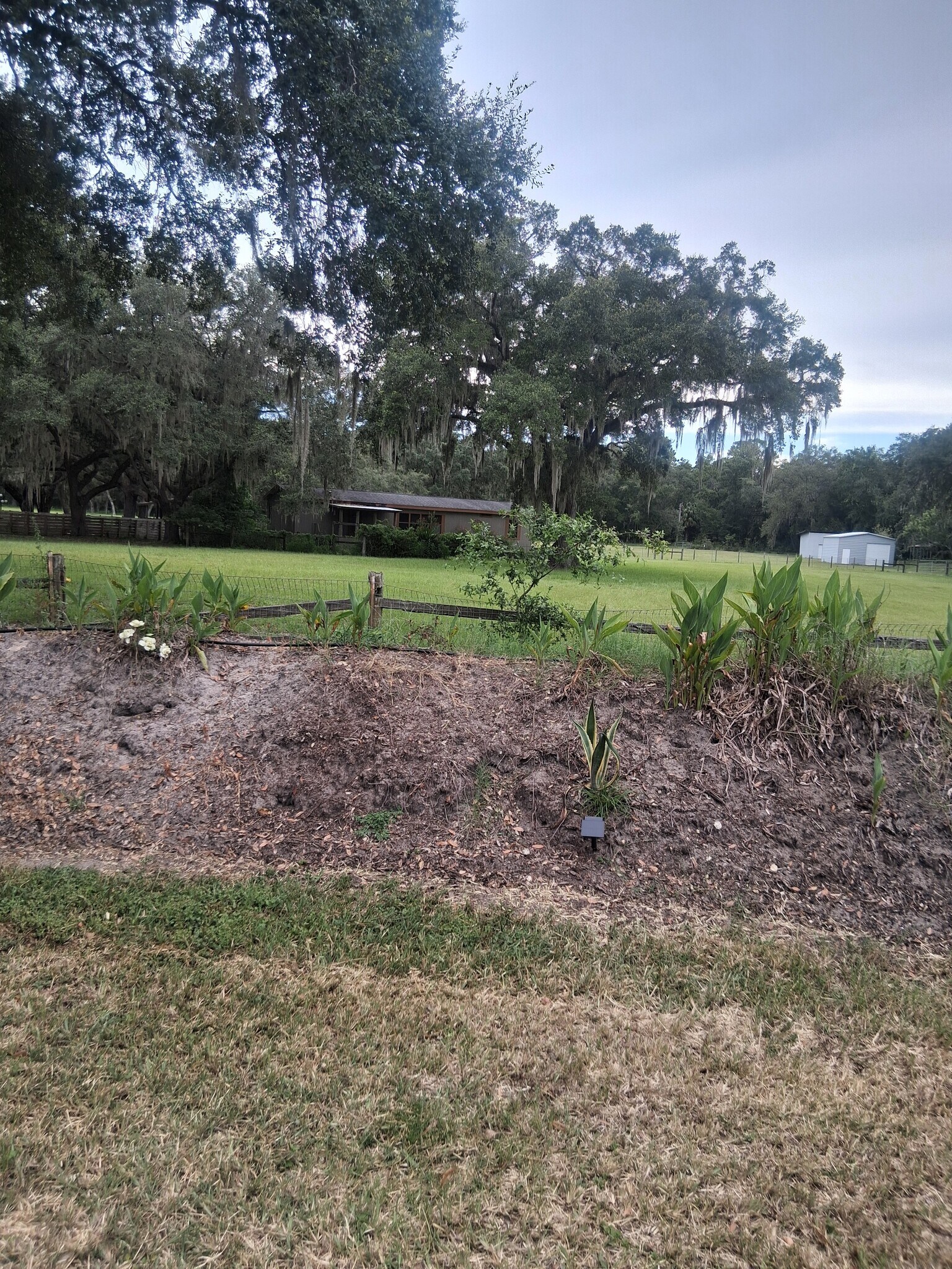 Front yard - 11900 SW 121st Ave
