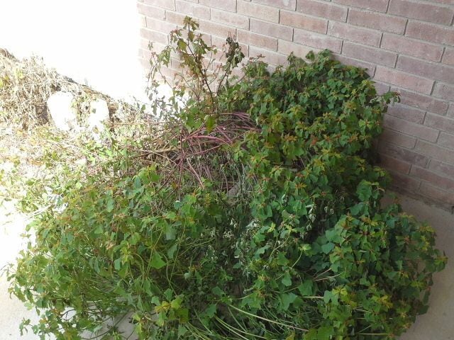 Building Photo - 2902 Aspen Mdw