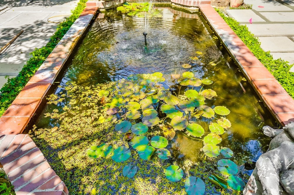 Lily pond - 450 N Sycamore Ave