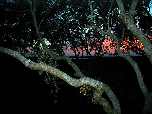 Sunset view of intercoastal water (dusk) - 3145 Coastal Hwy