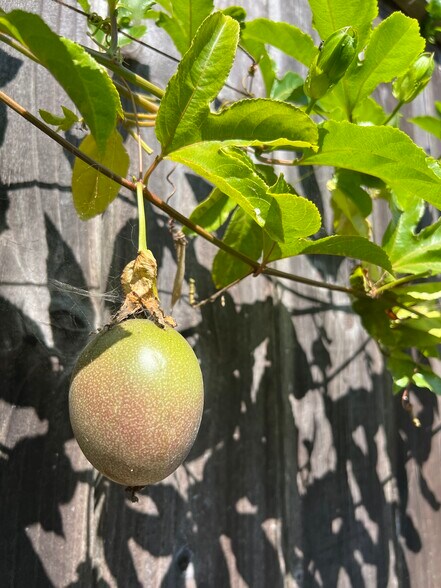 Building Photo - 144 San Rafael Ave