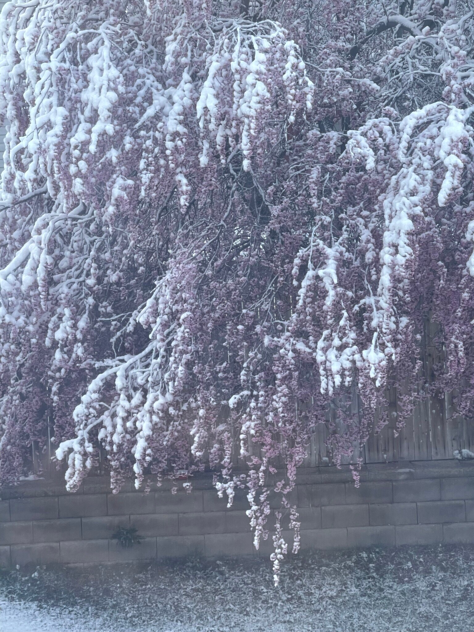 Building Photo - 9867 S Mumford Dr