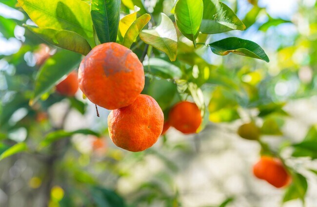 Building Photo - Beautiful Manhattan Beach Rental Home!