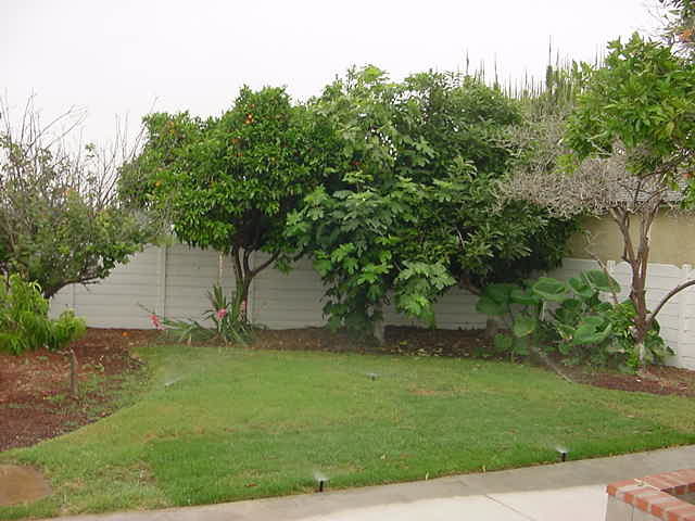 Backyard grass area- Very nice view too! - 4804 Austin Dr