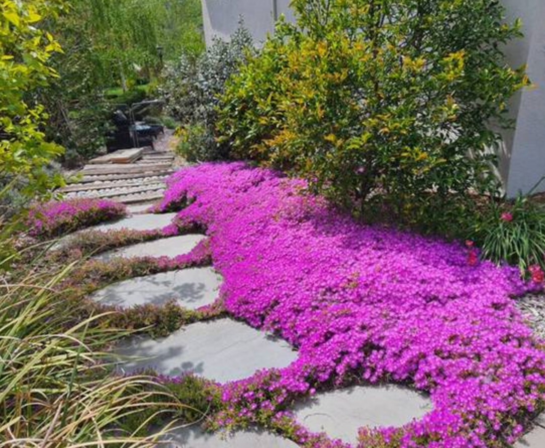 Backyard - 165 Ramona Rd