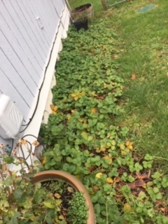 Strawberry Plants - 24615 104th Ave Ct E