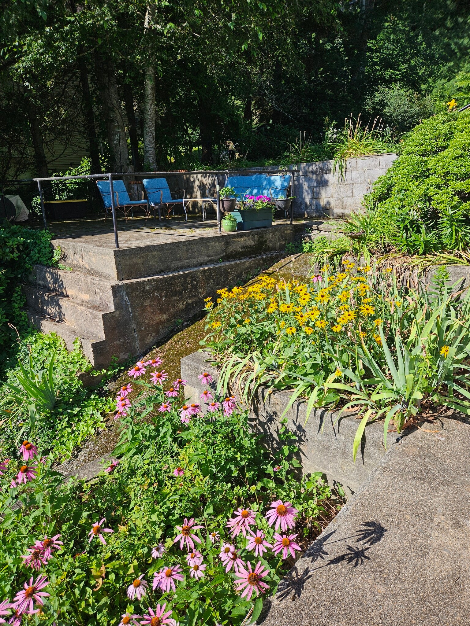 Summer abundance - 66 Long Pond Rd S