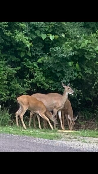 wild life - 738 Kohnen Dr