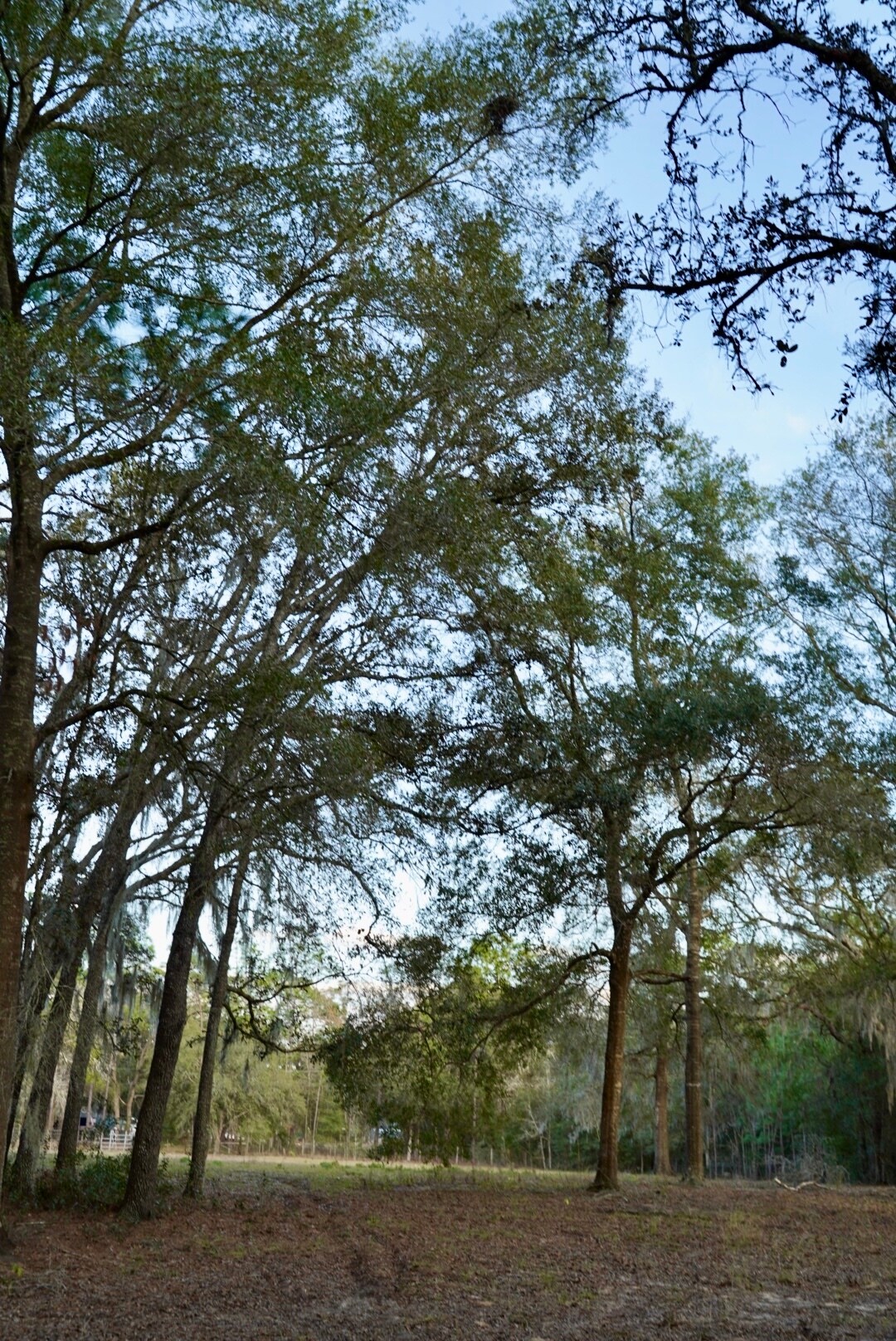 Building Photo - 29205 Saddle Oaks Ln