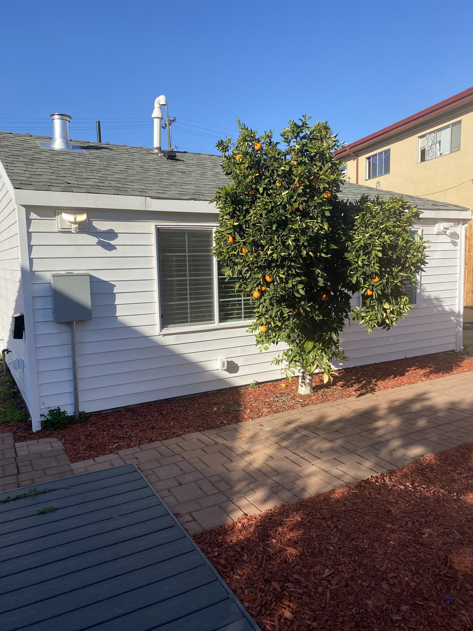 Outside View with Orange Tree - 9020 Hillside St