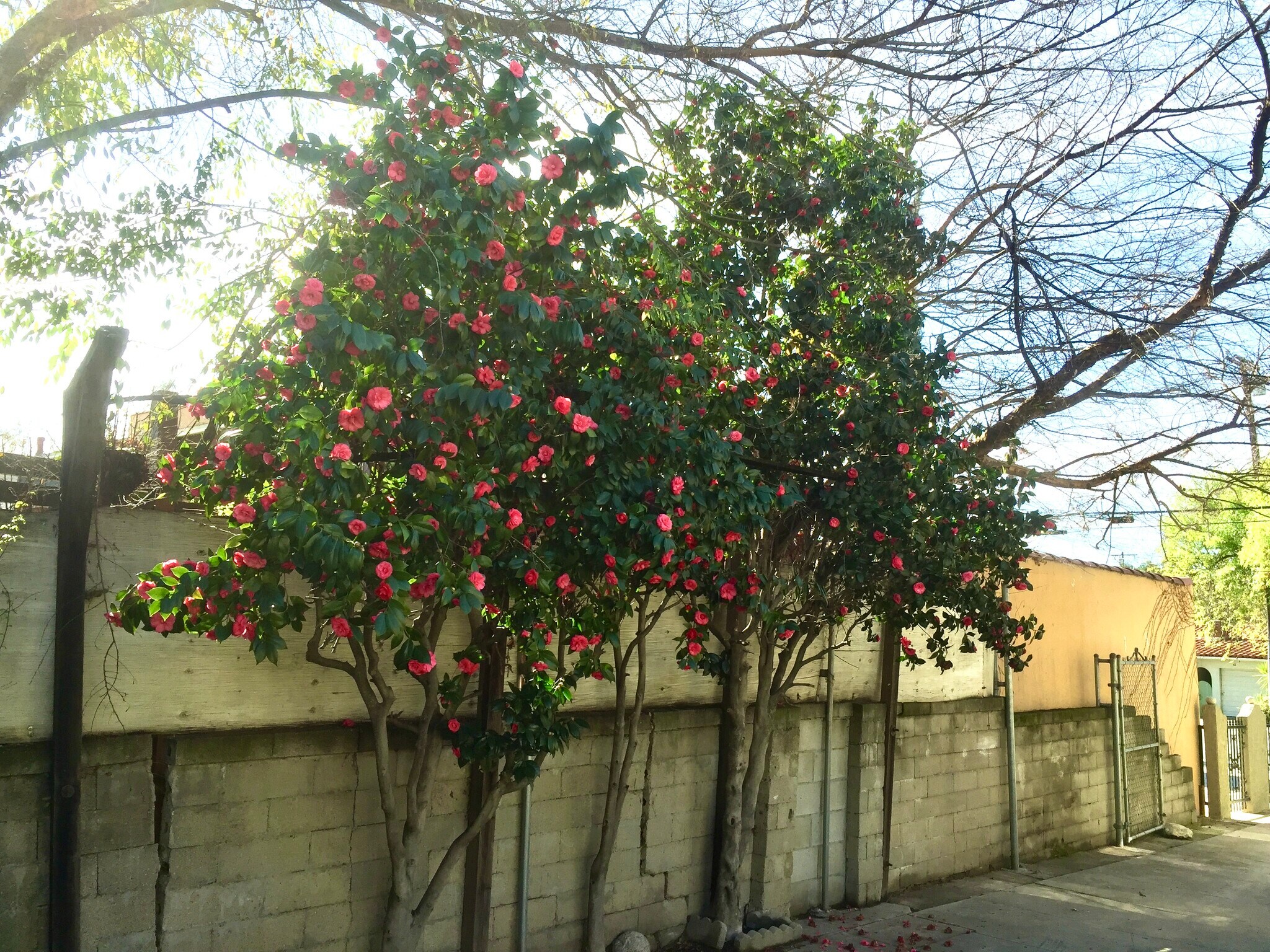 Side yard - 1968 El Molino Ave