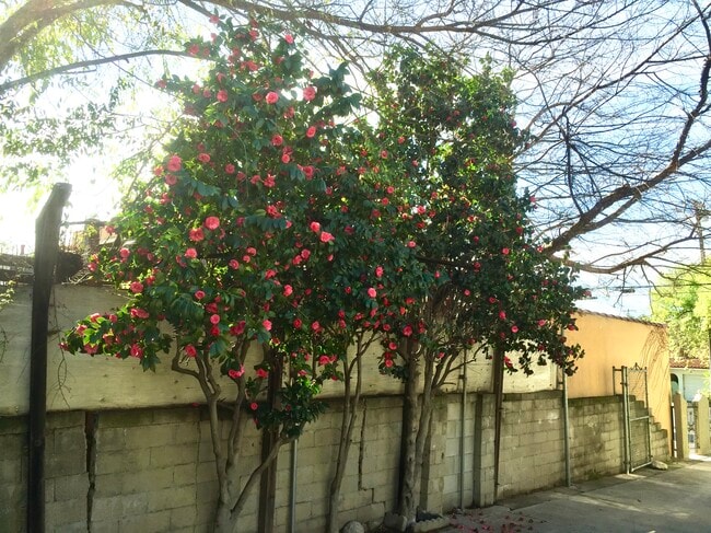Side yard - 1968 El Molino Ave
