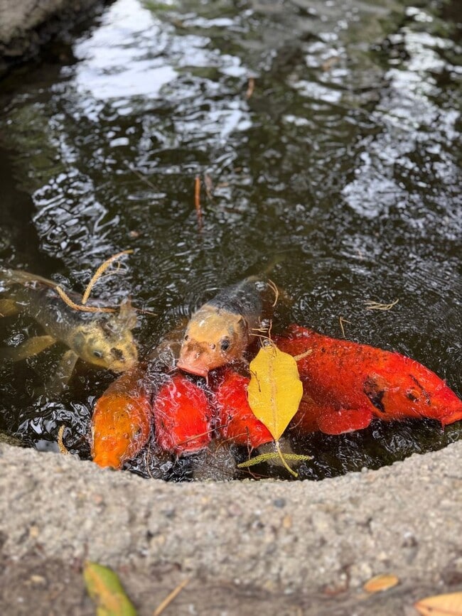 Building Photo - Sycamore Creek Community in Central Camarillo!