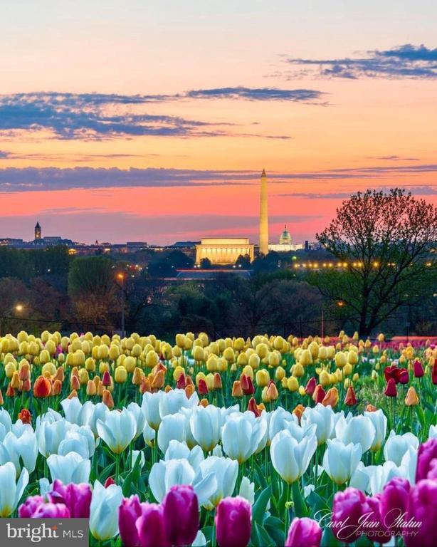 Building Photo - 1011 Arlington Blvd