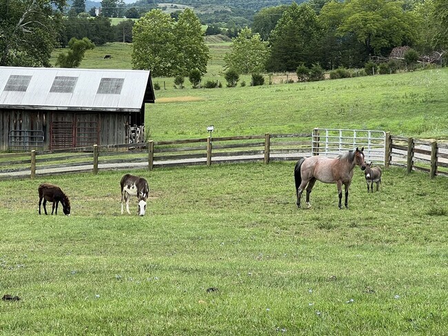 Building Photo - Home on Beautiful Farm and Vineyard Minutes From Town Of Blacksburg