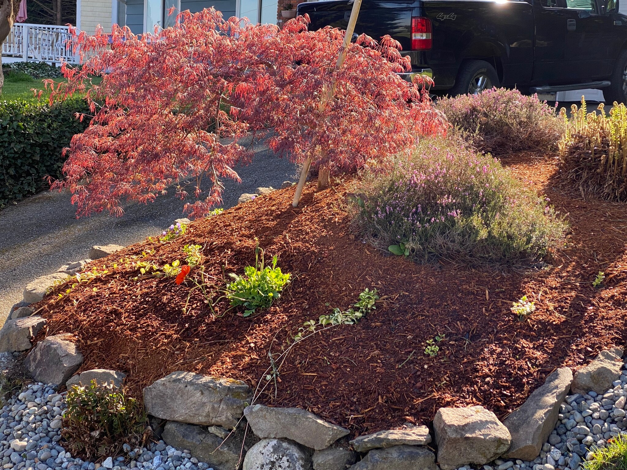 New landscaping - 12830 141st Pl SE