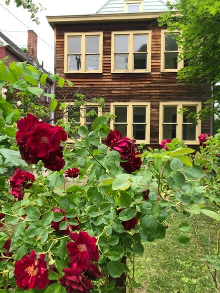 Roses Bloom in Front Yard - 240 11th St