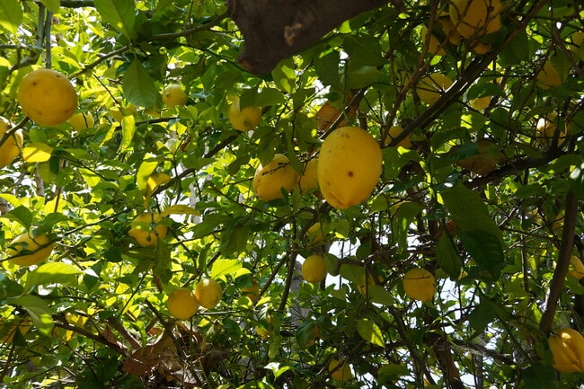 Building Photo - 3729 Boyce Ave