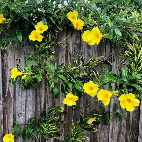 Allamanda - 1412 NE 2nd Ave