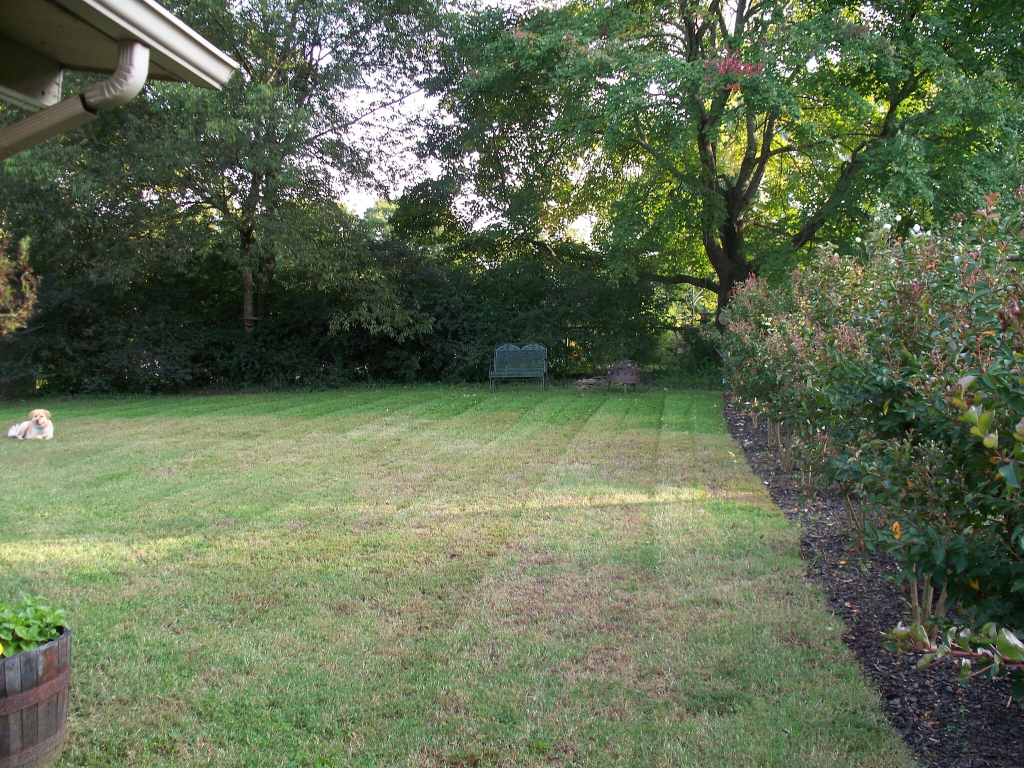 Fenced backyard and doggie door - 1416 Williams Road